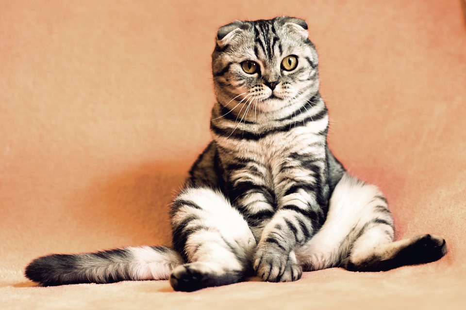 cat relaxing