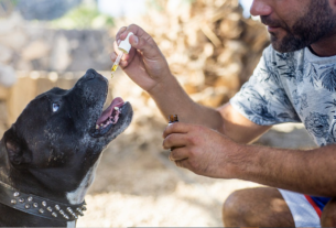 admisnistering cbd to dog